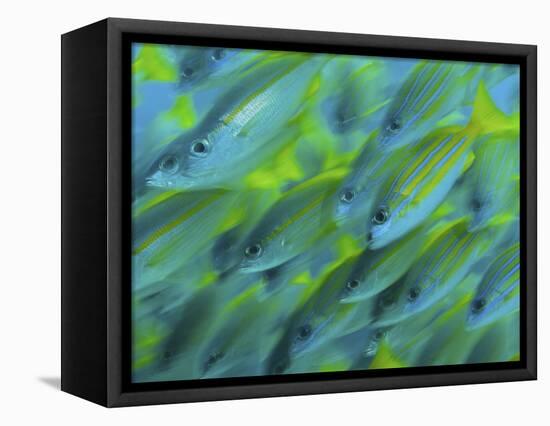 Abstract Close-Up of Snapper Fish, Raja Ampat, Papua, Indonesia-Jones-Shimlock-Framed Premier Image Canvas