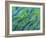 Abstract Close-Up of Snapper Fish, Raja Ampat, Papua, Indonesia-Jones-Shimlock-Framed Photographic Print