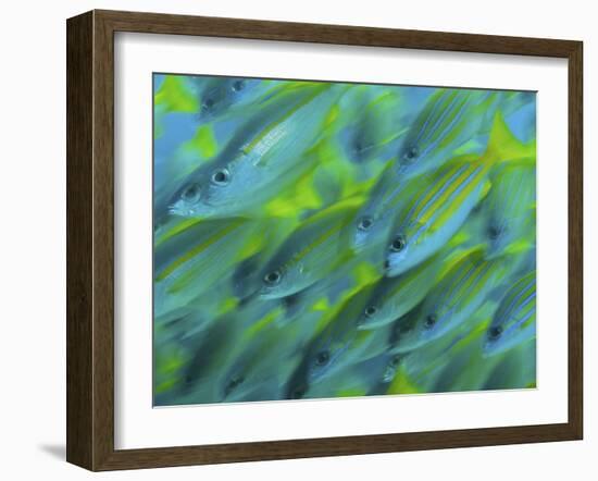 Abstract Close-Up of Snapper Fish, Raja Ampat, Papua, Indonesia-Jones-Shimlock-Framed Photographic Print
