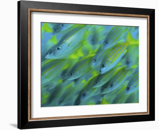 Abstract Close-Up of Snapper Fish, Raja Ampat, Papua, Indonesia-Jones-Shimlock-Framed Photographic Print