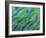 Abstract Close-Up of Snapper Fish, Raja Ampat, Papua, Indonesia-Jones-Shimlock-Framed Photographic Print