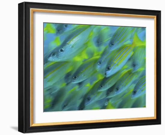 Abstract Close-Up of Snapper Fish, Raja Ampat, Papua, Indonesia-Jones-Shimlock-Framed Photographic Print