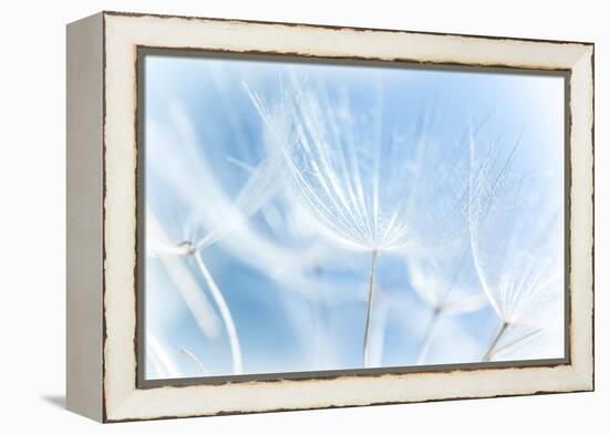 Abstract Dandelion Background-Anna Omelchenko-Framed Stretched Canvas