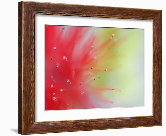 Abstract Detail of Baja Fairy Duster Shrub, Baja California, Mexico-Dennis Flaherty-Framed Photographic Print