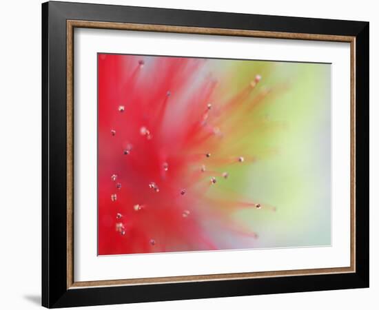 Abstract Detail of Baja Fairy Duster Shrub, Baja California, Mexico-Dennis Flaherty-Framed Photographic Print