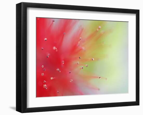 Abstract Detail of Baja Fairy Duster Shrub, Baja California, Mexico-Dennis Flaherty-Framed Photographic Print