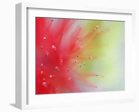 Abstract Detail of Baja Fairy Duster Shrub, Baja California, Mexico-Dennis Flaherty-Framed Photographic Print