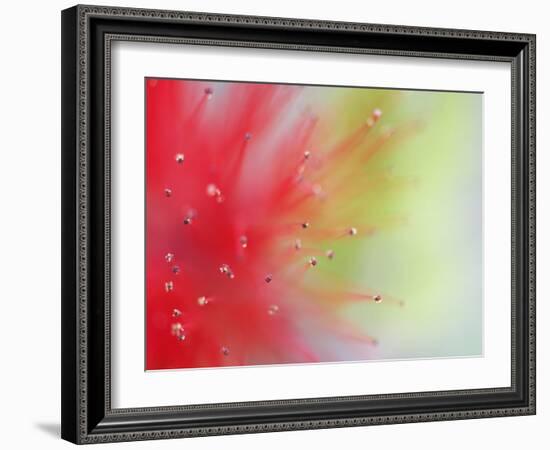 Abstract Detail of Baja Fairy Duster Shrub, Baja California, Mexico-Dennis Flaherty-Framed Photographic Print