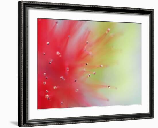 Abstract Detail of Baja Fairy Duster Shrub, Baja California, Mexico-Dennis Flaherty-Framed Photographic Print