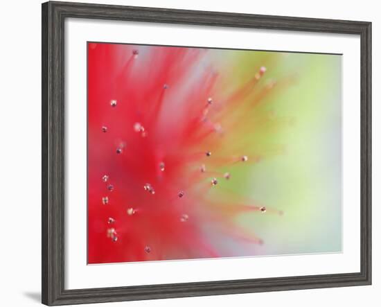 Abstract Detail of Baja Fairy Duster Shrub, Baja California, Mexico-Dennis Flaherty-Framed Photographic Print