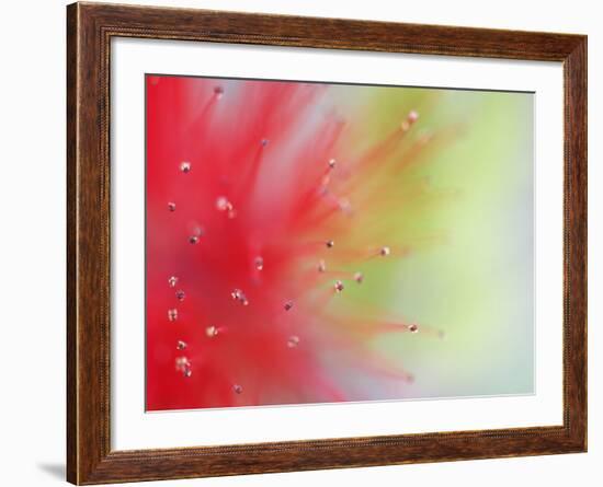 Abstract Detail of Baja Fairy Duster Shrub, Baja California, Mexico-Dennis Flaherty-Framed Photographic Print