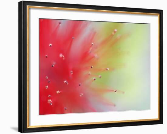 Abstract Detail of Baja Fairy Duster Shrub, Baja California, Mexico-Dennis Flaherty-Framed Photographic Print