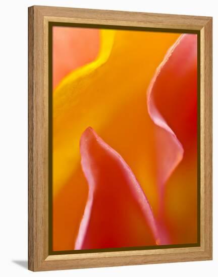 Abstract Detail of Flower Petals-Nancy Rotenberg-Framed Premier Image Canvas