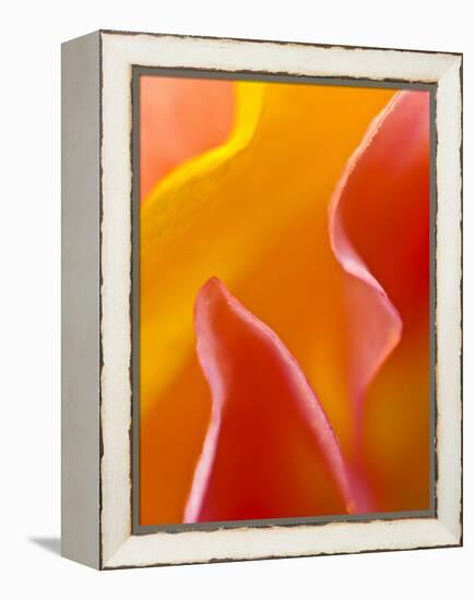 Abstract Detail of Flower Petals-Nancy Rotenberg-Framed Premier Image Canvas