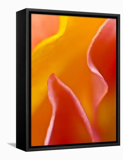 Abstract Detail of Flower Petals-Nancy Rotenberg-Framed Premier Image Canvas