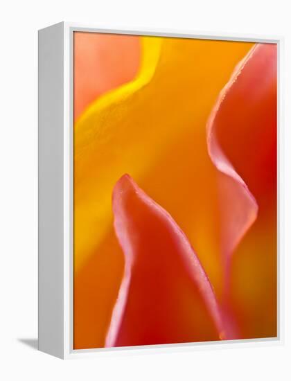 Abstract Detail of Flower Petals-Nancy Rotenberg-Framed Premier Image Canvas