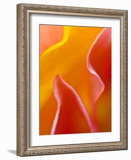 Abstract Detail of Flower Petals-Nancy Rotenberg-Framed Photographic Print