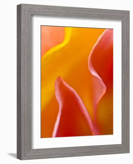 Abstract Detail of Flower Petals-Nancy Rotenberg-Framed Photographic Print