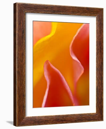 Abstract Detail of Flower Petals-Nancy Rotenberg-Framed Photographic Print