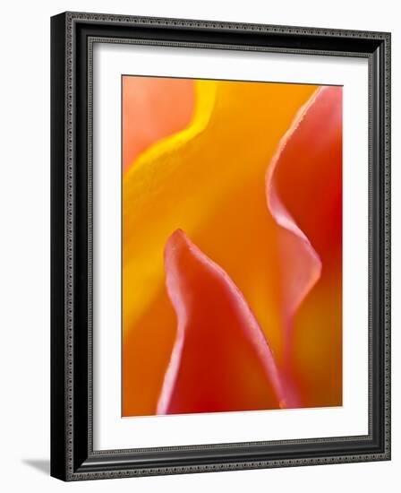 Abstract Detail of Flower Petals-Nancy Rotenberg-Framed Photographic Print