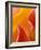 Abstract Detail of Flower Petals-Nancy Rotenberg-Framed Photographic Print