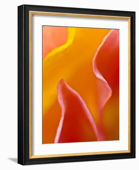 Abstract Detail of Flower Petals-Nancy Rotenberg-Framed Photographic Print