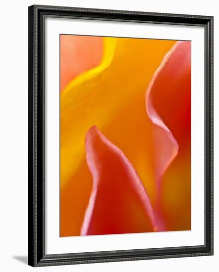 Abstract Detail of Flower Petals-Nancy Rotenberg-Framed Photographic Print