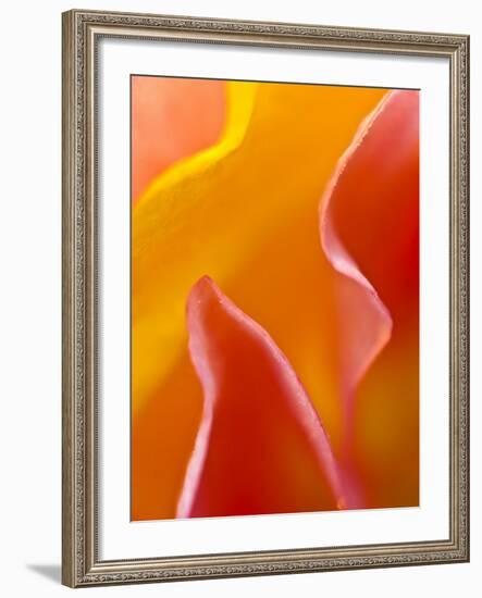 Abstract Detail of Flower Petals-Nancy Rotenberg-Framed Photographic Print