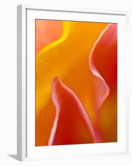 Abstract Detail of Flower Petals-Nancy Rotenberg-Framed Photographic Print