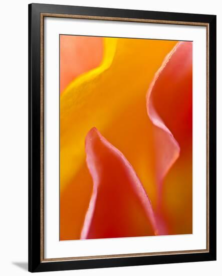 Abstract Detail of Flower Petals-Nancy Rotenberg-Framed Photographic Print