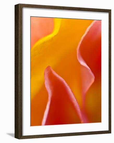 Abstract Detail of Flower Petals-Nancy Rotenberg-Framed Photographic Print