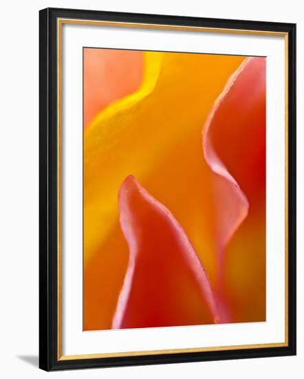 Abstract Detail of Flower Petals-Nancy Rotenberg-Framed Photographic Print