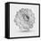 Abstract Floral Flower Dahlia-Helga Pataki-Framed Stretched Canvas