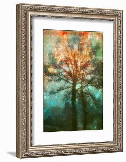 Abstract Forest-Viviane Fedieu Daniel-Framed Photographic Print