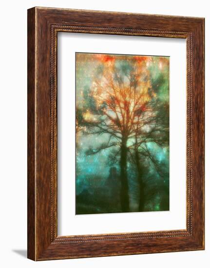 Abstract Forest-Viviane Fedieu Daniel-Framed Photographic Print