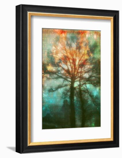 Abstract Forest-Viviane Fedieu Daniel-Framed Photographic Print