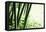 Abstract Green Bamboo Grove.-Liang Zhang-Framed Premier Image Canvas