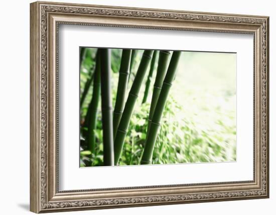 Abstract Green Bamboo Grove.-Liang Zhang-Framed Photographic Print