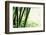 Abstract Green Bamboo Grove.-Liang Zhang-Framed Photographic Print