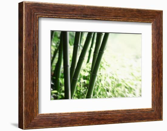 Abstract Green Bamboo Grove.-Liang Zhang-Framed Photographic Print