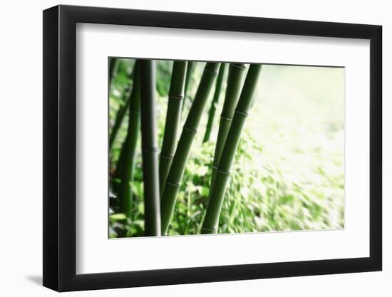 Abstract Green Bamboo Grove.-Liang Zhang-Framed Photographic Print