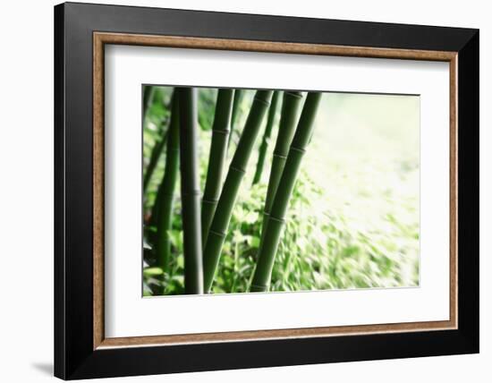 Abstract Green Bamboo Grove.-Liang Zhang-Framed Photographic Print