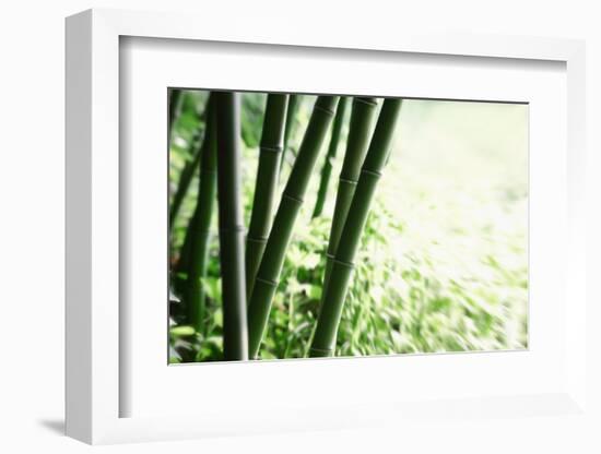 Abstract Green Bamboo Grove.-Liang Zhang-Framed Photographic Print