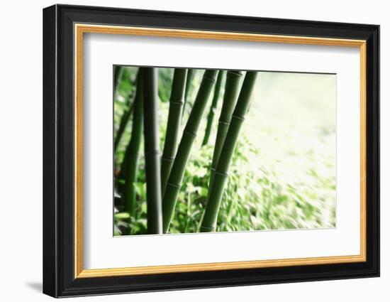 Abstract Green Bamboo Grove.-Liang Zhang-Framed Photographic Print