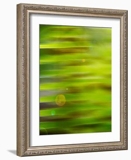 Abstract green flora-Savanah Plank-Framed Photo