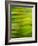 Abstract green flora-Savanah Plank-Framed Photo