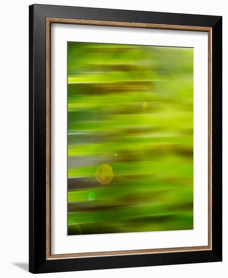 Abstract green flora-Savanah Plank-Framed Photo