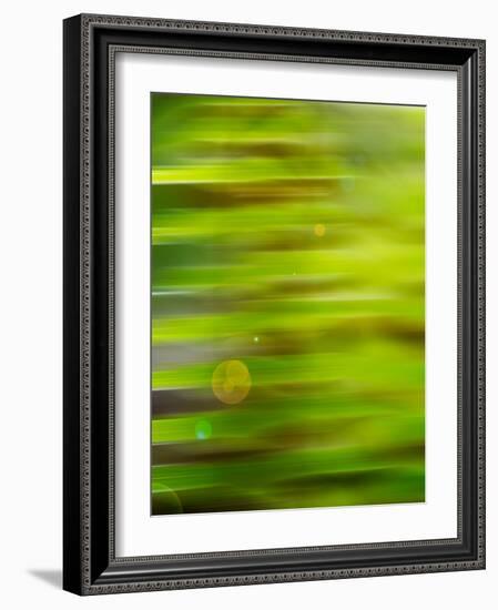 Abstract green flora-Savanah Plank-Framed Photo