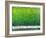 Abstract Green Trees-Patty Baker-Framed Art Print