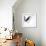 Abstract Image Of Black Wings Against Light Background-Sergey Nivens-Framed Premium Giclee Print displayed on a wall
